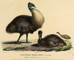 Kangaroo Island emu (Dromaius baudinianus), King Island emu (Dromaius novaehollandiae minor)