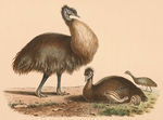 Kangaroo Island emu (Dromaius baudinianus), King Island emu (Dromaius novaehollandiae minor)