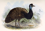 King Island emu (Dromaius novaehollandiae minor)