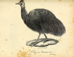 King Island emu (Dromaius novaehollandiae minor)