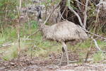 common emu (Dromaius novaehollandiae)