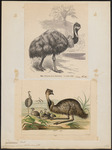 common emu (Dromaius novaehollandiae)