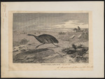 common emu (Dromaius novaehollandiae)