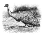 common emu (Dromaius novaehollandiae)