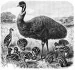 common emu (Dromaius novaehollandiae)