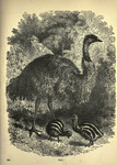 common emu (Dromaius novaehollandiae)