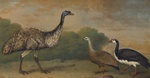 common emu (Dromaius novaehollandiae), Cape Barren goose (Cereopsis novaehollandiae), magpie goo...