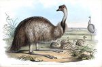 common emu (Dromaius novaehollandiae)