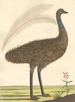 common emu (Dromaius novaehollandiae)