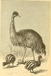 common emu (Dromaius novaehollandiae)