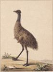 common emu (Dromaius novaehollandiae)