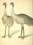 common emu (Dromaius novaehollandiae)