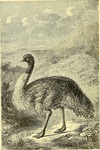 common emu (Dromaius novaehollandiae)