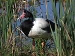 magpie goose (Anseranas semipalmata)