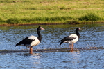 magpie goose (Anseranas semipalmata)