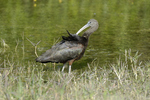 glossy ibis (Plegadis falcinellus)