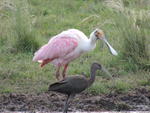 roseate spoonbill (Platalea ajaja), glossy ibis (Plegadis falcinellus)