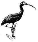 glossy ibis (Plegadis falcinellus)