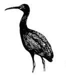 glossy ibis (Plegadis falcinellus)