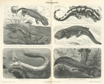 ...Mexican salamander (Ambystoma mexicanum), olm (Proteus anguinus)