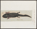 axolotl, Mexican salamander (Ambystoma mexicanum)