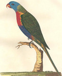 coconut lorikeet (Trichoglossus haematodus)