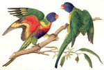 coconut lorikeet (Trichoglossus haematodus)