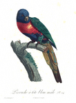 rainbow lorikeet (Trichoglossus moluccanus)