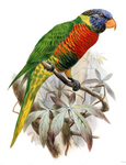 coconut lorikeet, rainbow lorikeet (Trichoglossus haematodus nigrogularis)