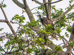 slender-billed vulture (Gyps tenuirostris)