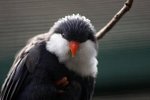 blue lorikeet (Vini peruviana)