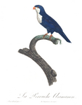 blue lorikeet (Vini peruviana)