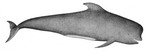 short-finned pilot whale (Globicephala macrorhynchus)