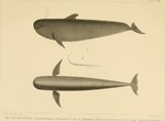 short-finned pilot whale (Globicephala macrorhynchus)