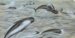 long-finned pilot whale (Globicephala melas)