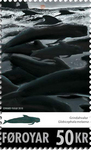 long-finned pilot whale (Globicephala melas)