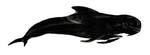 long-finned pilot whale (Globicephala melas)