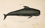 long-finned pilot whale (Globicephala melas)