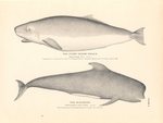 pygmy sperm whale (Kogia breviceps), long-finned pilot whale (Globicephala melas)