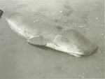 pygmy sperm whale (Kogia breviceps)