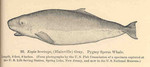 pygmy sperm whale (Kogia breviceps)