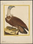 griffon vulture, Eurasian griffon (Gyps fulvus)