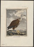 griffon vulture, Eurasian griffon (Gyps fulvus)