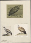 griffon vulture, Eurasian griffon (Gyps fulvus)