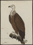 griffon vulture, Eurasian griffon (Gyps fulvus)