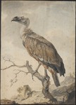 griffon vulture, Eurasian griffon (Gyps fulvus)