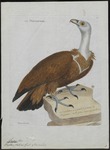 griffon vulture, Eurasian griffon (Gyps fulvus)