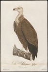 griffon vulture, Eurasian griffon (Gyps fulvus)