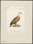 griffon vulture, Eurasian griffon (Gyps fulvus)