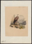 griffon vulture, Eurasian griffon (Gyps fulvus)